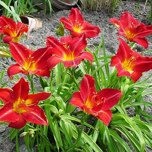 Hemerocallis (Taglilie) Anzac - for Sale Hemerocallis (Taglilie) Anzac