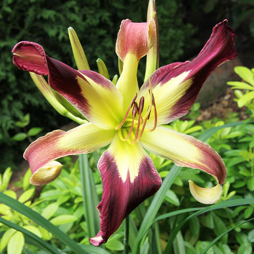 Hemerocallis (Daylily) Applique - for Sale Hemerocallis (Daylily) Applique
