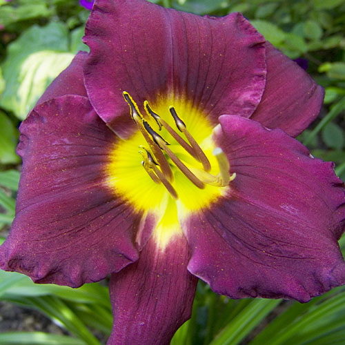 Hemerocallis (Daylily) Bela Lugosi - for Sale Hemerocallis (Daylily) Bela Lugosi