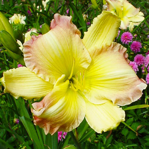 Hemerocallis (Daglelie) Big Smile - for Sale Hemerocallis (Daglelie) Big Smile