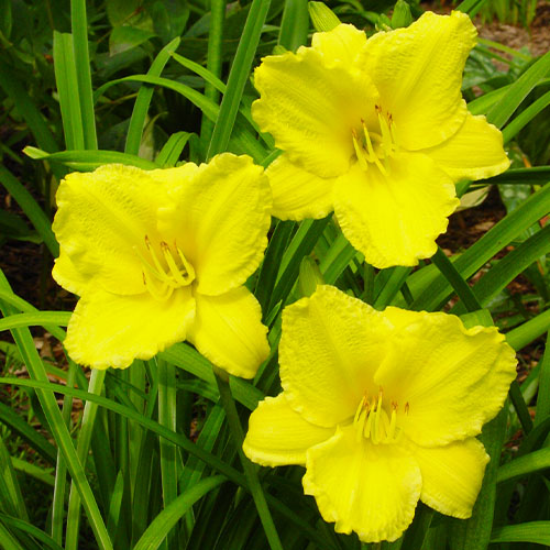 Hemerocallis (Daylily) Big Time Happy - for Sale Hemerocallis (Daylily) Big Time Happy