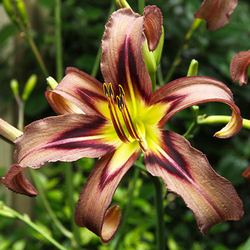 Hemerocallis (Daylily) Black Arrowhead - for Sale Hemerocallis (Daylily) Black Arrowhead