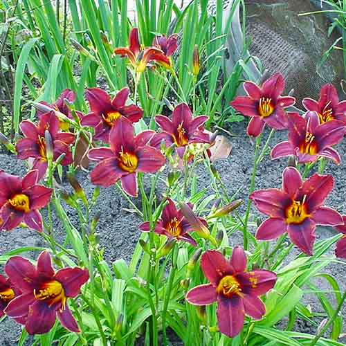 Hemerocallis (Daylily) Black Prince - for Sale Hemerocallis (Daylily) Black Prince