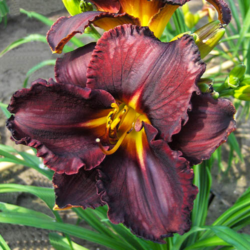Hemerocallis (Taglilie) Black Stockings - for Sale Hemerocallis (Taglilie) Black Stockings