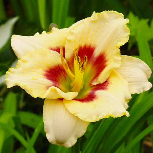 Hemerocallis (Daylily) Blueberry Candy - for Sale Hemerocallis (Daylily) Blueberry Candy