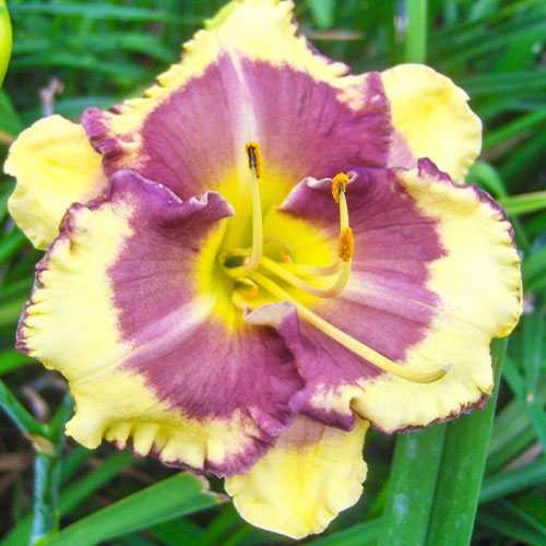 Hemerocallis (Daglelie) Blueberry Cream - for Sale Hemerocallis (Daglelie) Blueberry Cream