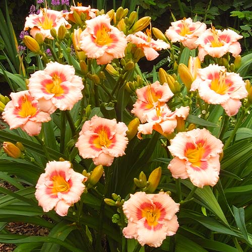 Hemerocallis (Daylily) Blushn Pink Eye - for Sale Hemerocallis (Daylily) Blushn Pink Eye