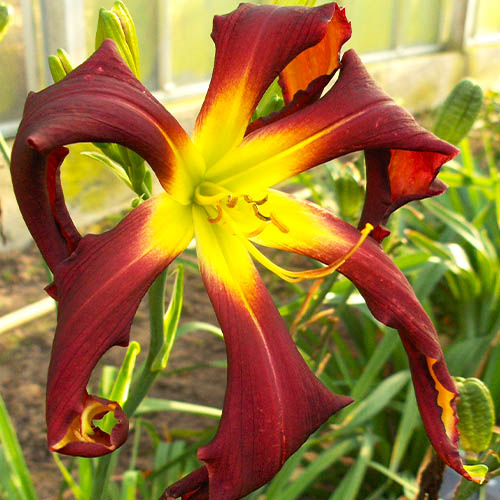 Hemerocallis (Daylily) Brer Rabbits Baby - for Sale Hemerocallis (Daylily) Brer Rabbits Baby