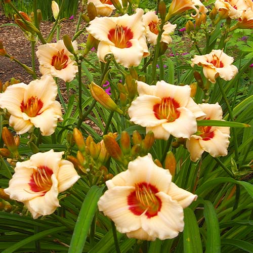 Hemerocallis (Lys de jour) Brilliant Circle - for Sale Hemerocallis (Lys de jour) Brilliant Circle