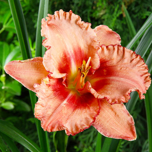 Hemerocallis (Daylily) Broaden Your Horizons - for Sale Hemerocallis (Daylily) Broaden Your Horizons