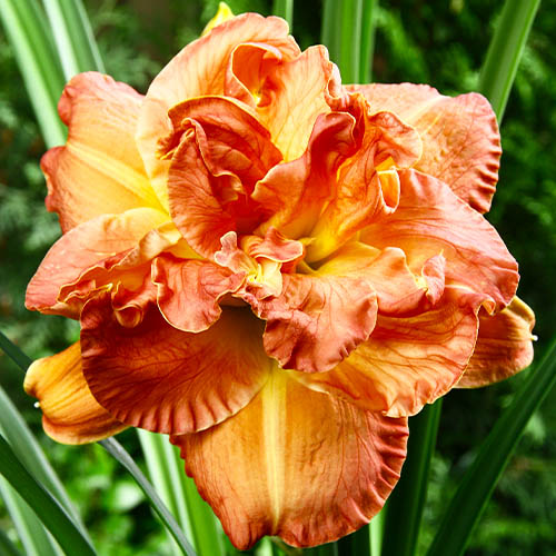 Hemerocallis (Lys de jour) Candlelight Dinner - for Sale Hemerocallis (Lys de jour) Candlelight Dinner