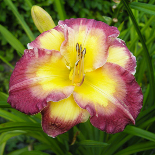 Hemerocallis (Daglelie) Cheese And Wine - for Sale Hemerocallis (Daglelie) Cheese And Wine