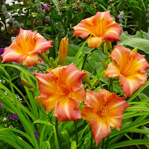Hemerocallis (Daylily) Childrens Festival - for Sale Hemerocallis (Daylily) Childrens Festival
