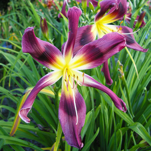 Hemerocallis (Daylily) Chokecherry Mountain - for Sale Hemerocallis (Daylily) Chokecherry Mountain