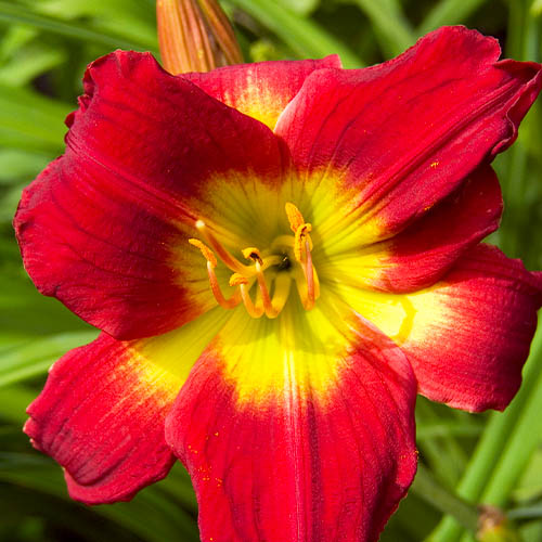 Hemerocallis (Daylily) Christmas Is - for Sale Hemerocallis (Daylily) Christmas Is