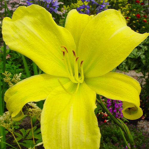 Hemerocallis (Daylily) Citrina - for Sale Hemerocallis (Daylily) Citrina