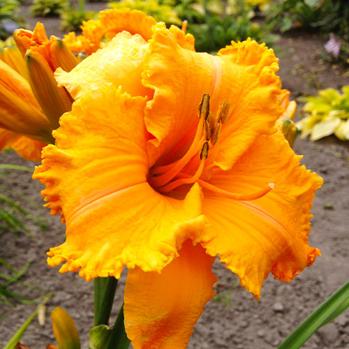 Daylily (Hemerocallis) Colonel Mustard - for Sale Daylily (Hemerocallis) Colonel Mustard