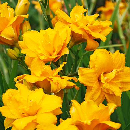 Hemerocallis (Daylily) Condilla - for Sale Hemerocallis (Daylily) Condilla