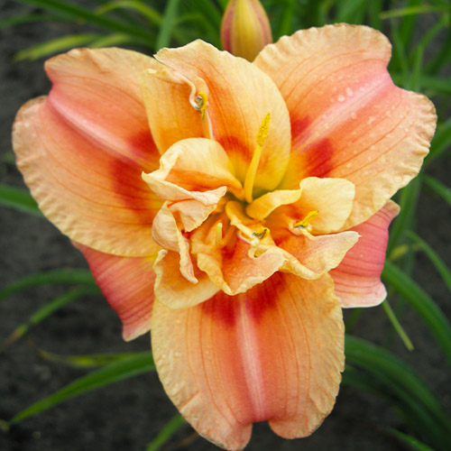 Hemerocallis (Daylily) Congo Coral - for Sale Hemerocallis (Daylily) Congo Coral