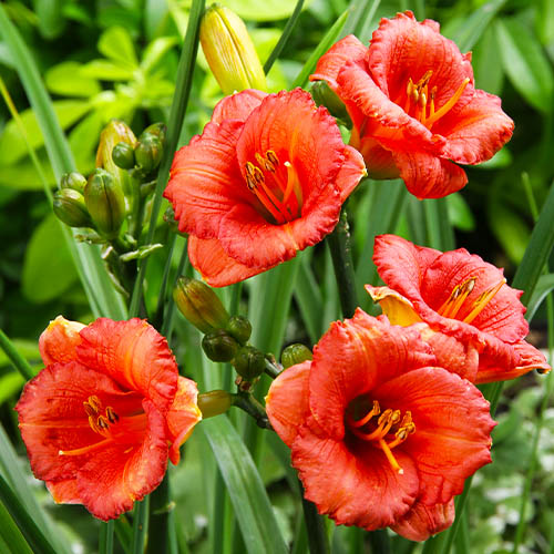 Hemerocallis (Daylily) Cosmopolitan - for Sale Hemerocallis (Daylily) Cosmopolitan