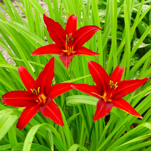Hemerocallis (Daylily) Crimson Pirate - for Sale Hemerocallis (Daylily) Crimson Pirate