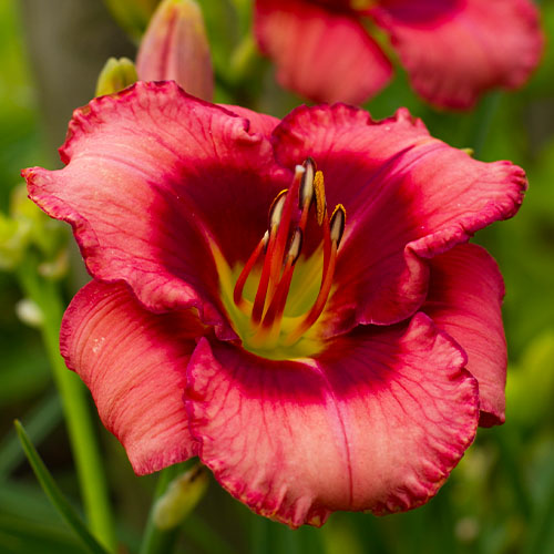 Hemerocallis (Daylily) Dan Mahony - for Sale Hemerocallis (Daylily) Dan Mahony