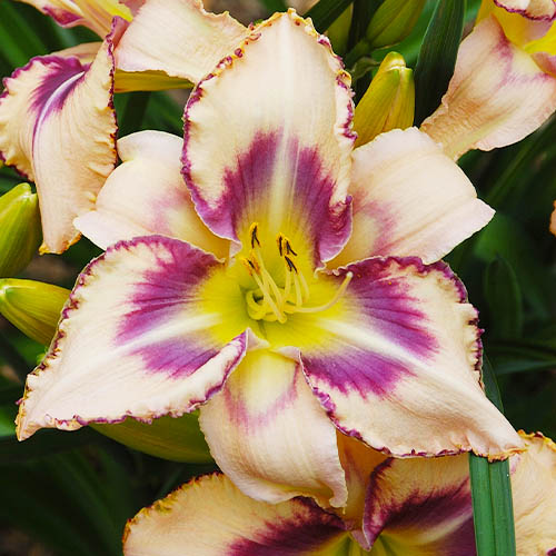 Hemerocallis (Daylily) Destined To See - for Sale Hemerocallis (Daylily) Destined To See