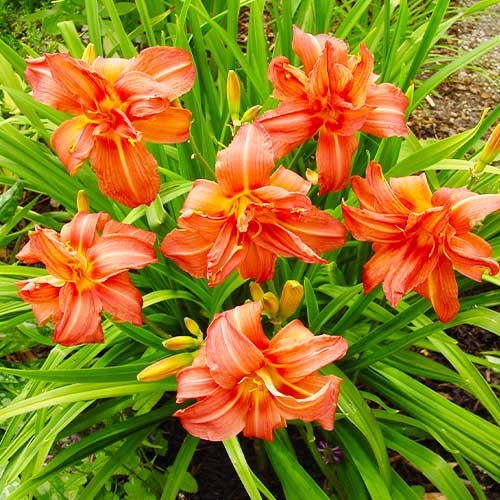 Hemerocallis (Daylily) Double Pompon - for Sale Hemerocallis (Daylily) Double Pompon