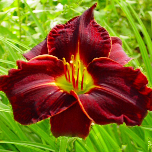 Hemerocallis (Daylily) Ed Murray - for Sale Hemerocallis (Daylily) Ed Murray