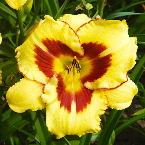 Hemerocallis (Daylily) El Desperado - for Sale Hemerocallis (Daylily) El Desperado