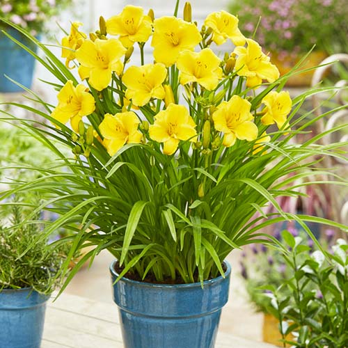 Taglilie (Hemerocallis) EveryDayLily Gold - for Sale Taglilie (Hemerocallis) EveryDayLily Gold