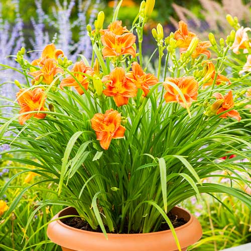 Hemerocallis (Daylily) EveryDaylily Orange - for Sale Hemerocallis (Daylily) EveryDaylily Orange