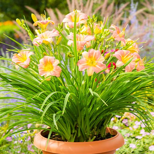 Hemerocallis (Daylily) EveryDaylily Pink Cream - for Sale Hemerocallis (Daylily) EveryDaylily Pink Cream