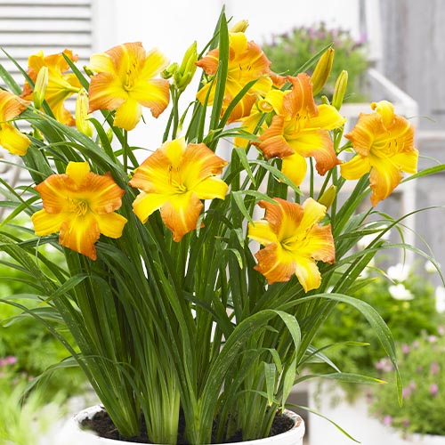 Hemerocallis (Daylily) EveryDaylily Punch Yellow - for Sale Hemerocallis (Daylily) EveryDaylily Punch Yellow