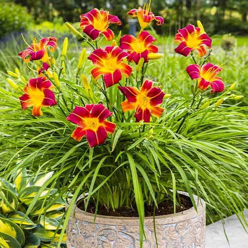 Daylily (Hemerocallis) EveryDayLily Red Rib - for Sale Daylily (Hemerocallis) EveryDayLily Red Rib