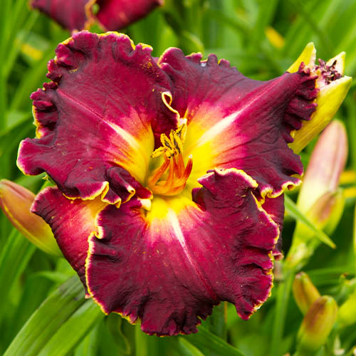 Hemerocallis (Daylily) Excellent - for Sale Hemerocallis (Daylily) Excellent