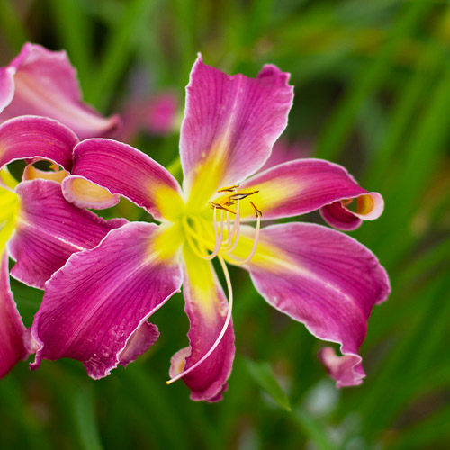 Hemerocallis (Daylily) Exotic Spider - for Sale Hemerocallis (Daylily) Exotic Spider