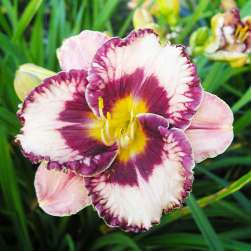 Hemerocallis (Daglilje) Exotic Treasure - for Sale Hemerocallis (Daglilje) Exotic Treasure