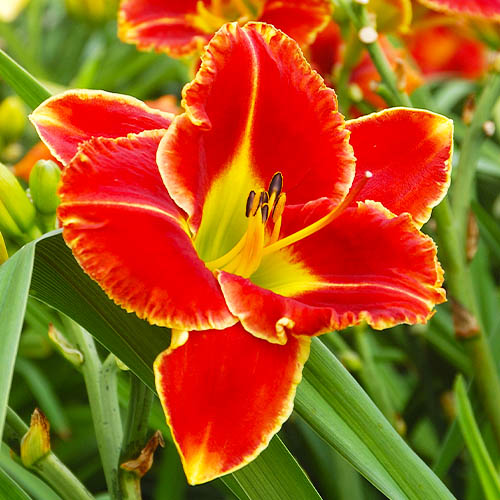 Hemerocallis (Daylily) Fire And Fog - for Sale Hemerocallis (Daylily) Fire And Fog