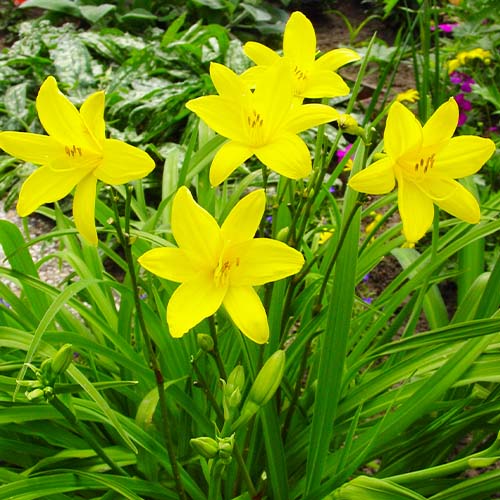 Hemerocallis (Taglilie) Flava - for Sale Hemerocallis (Taglilie) Flava