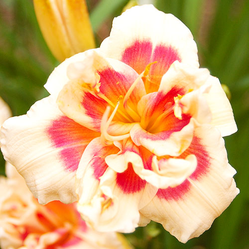 Hemerocallis (Lys de jour) Forty Second Street - for Sale Hemerocallis (Lys de jour) Forty Second Street