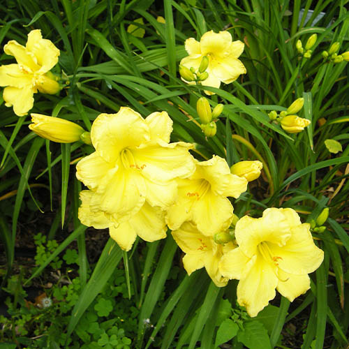 Hemerocallis (Daylily) Fragrant Reflection - for Sale Hemerocallis (Daylily) Fragrant Reflection