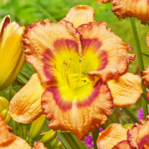Hemerocallis (Daylily) Fruity Kiss - for Sale Hemerocallis (Daylily) Fruity Kiss