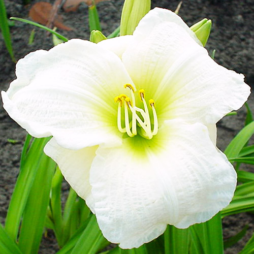 Hemerocallis (Daylily) Gentle Shepherd - for Sale Hemerocallis (Daylily) Gentle Shepherd