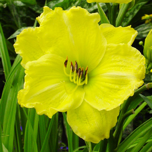 Hemerocallis (Daylily) Girl Scout - for Sale Hemerocallis (Daylily) Girl Scout