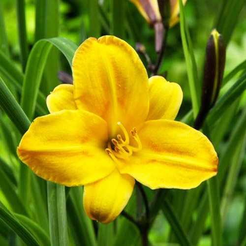Hemerocallis (Taglilie) Golden Chimes - for Sale Hemerocallis (Taglilie) Golden Chimes