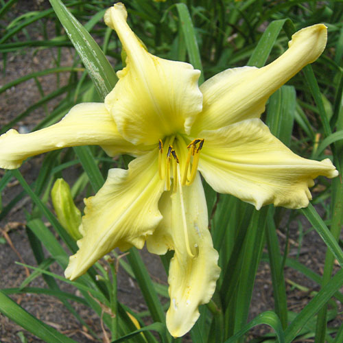 Hemerocallis (Daylily) Heavenly Curls - for Sale Hemerocallis (Daylily) Heavenly Curls