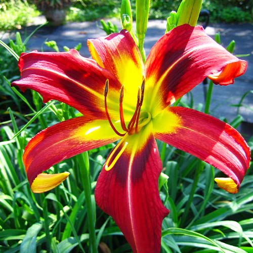 Hemerocallis (Daylily) Heavenly Mr Twister - for Sale Hemerocallis (Daylily) Heavenly Mr Twister