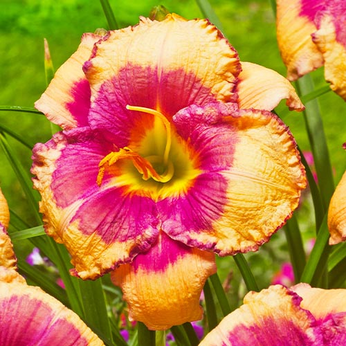 Hemerocallis (Lys de jour) Hello Screamer - for Sale Hemerocallis (Lys de jour) Hello Screamer
