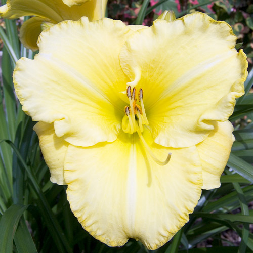 Hemerocallis (Daylily) Icecap - for Sale Hemerocallis (Daylily) Icecap